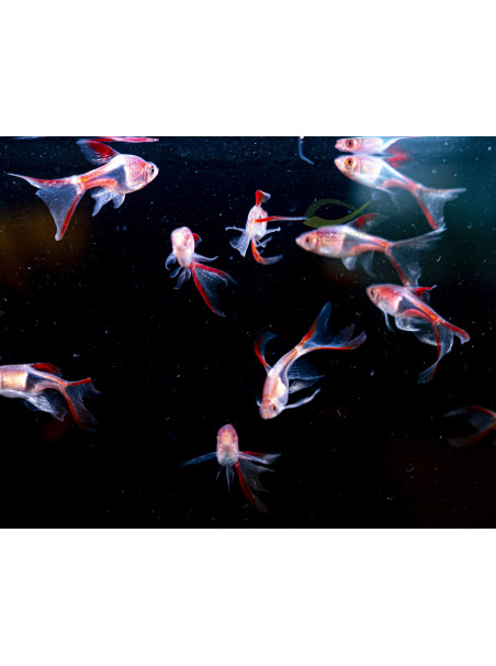 Trigonostigma heteromorpha velo - Arlequin Velo