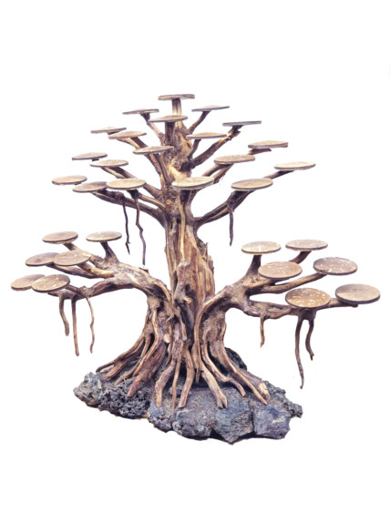 Bonsai Rasamala - Talla XL