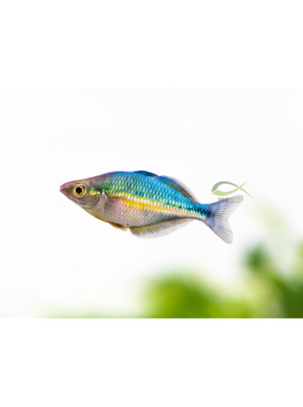 Melanotaenia lacustris