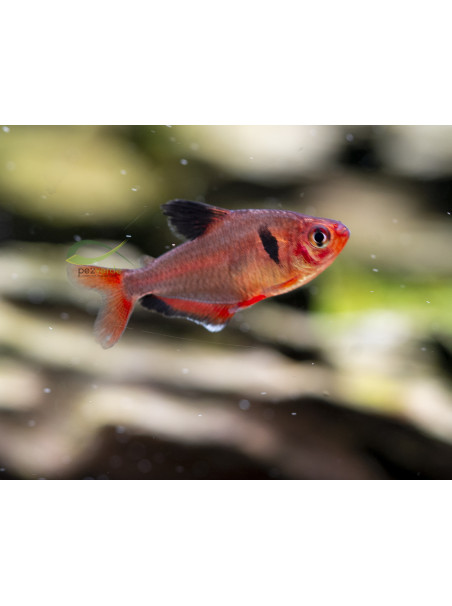 Hyphessobrycon eques - Tetra serpae
