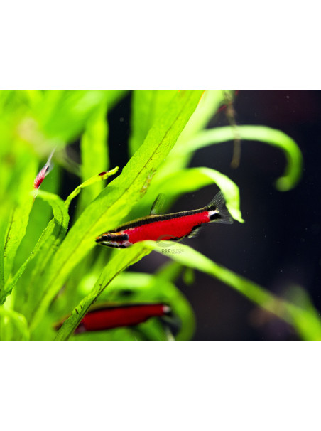 Nannostomus sp 'Super Red Cenepa'