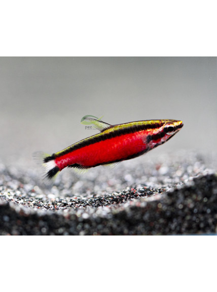 Nannostomus sp 'Super Red Cenepa'