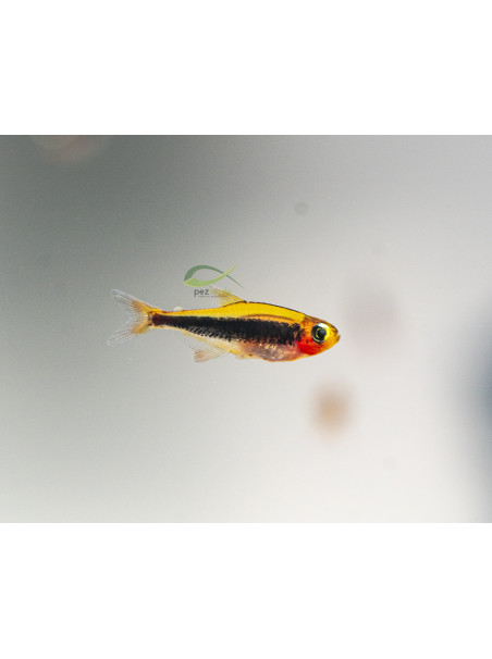 Tucanoichthys tucano