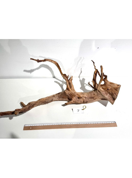 Raiz Roja Seleccionada - Pieza número 7