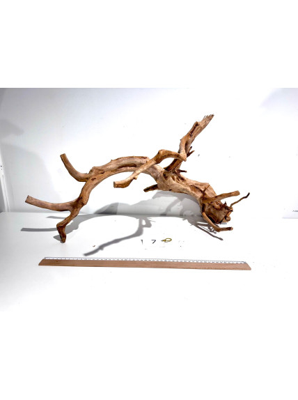 Raiz Roja Seleccionada - Pieza número 7 2