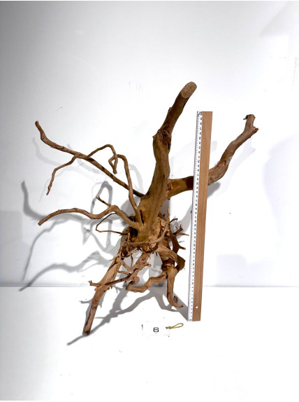 Raiz Roja Seleccionada - Pieza número 6 2