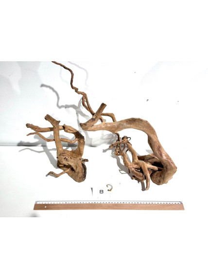 Raiz Roja Seleccionada - Pieza número 8