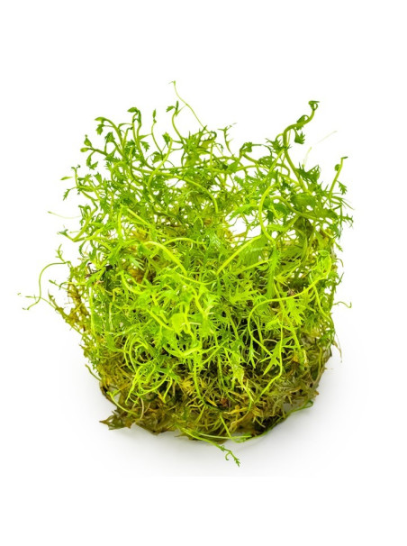 Proserpinaca palustris 'Cuba' 1-2-Grow!