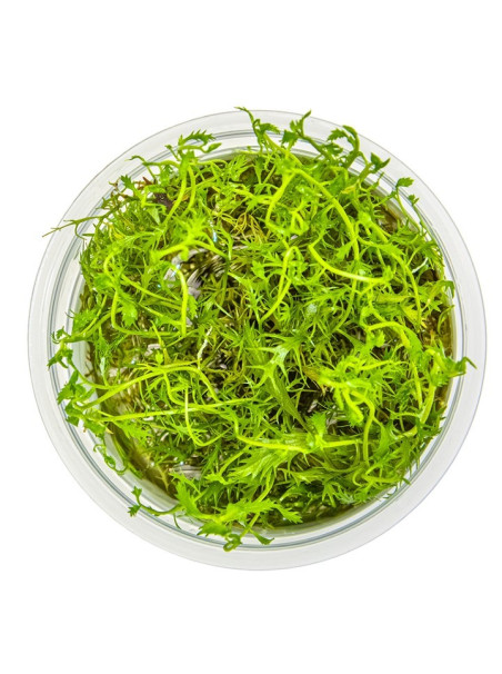 Proserpinaca palustris 'Cuba' 1-2-Grow!