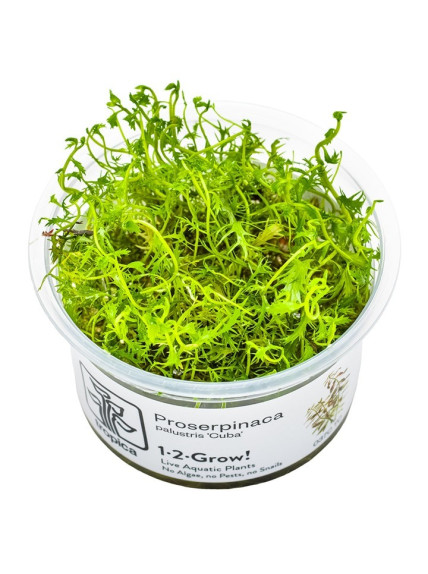 Proserpinaca palustris 'Cuba' 1-2-Grow!