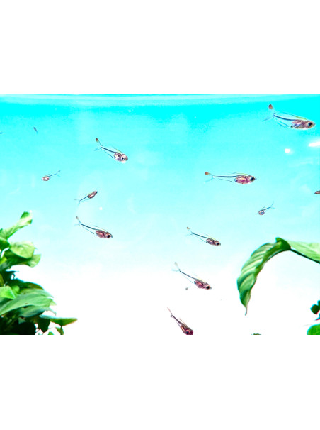 Trochilocharax ornatus - Tetra Colibri