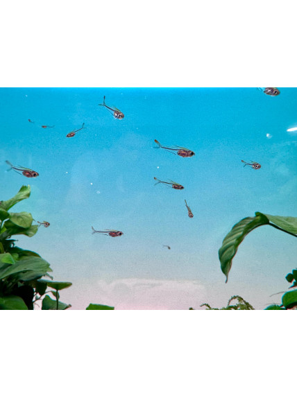 Trochilocharax ornatus - Tetra Colibri 2