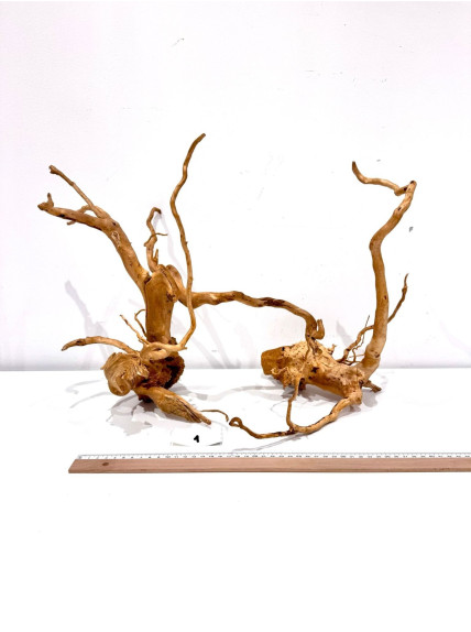 Raiz Roja Seleccionada - Pieza número 1