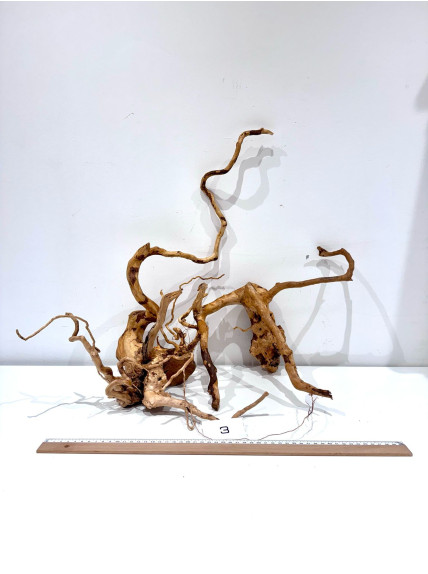 Raiz Roja Seleccionada - Pieza número 3