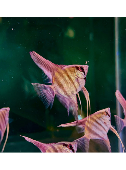 Pterophyllum scalare var ‘Peruensis’