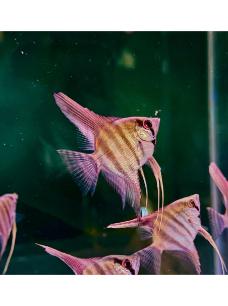 Pterophyllum scalare var ‘Peruensis’