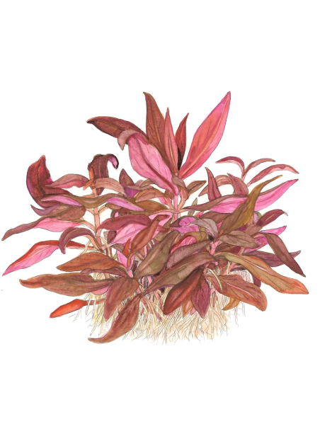 Alternanthera reineckii 'Mini'1-2-Grow!