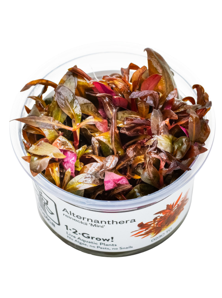 Alternanthera reineckii 'Mini'1-2-Grow!
