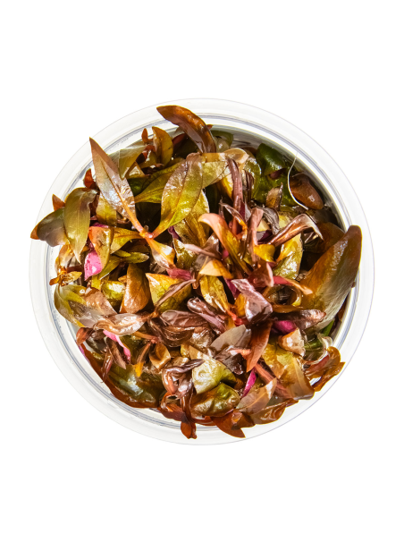 Alternanthera reineckii 'Mini'1-2-Grow!