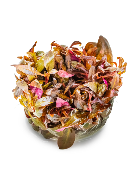 Alternanthera reineckii 'Mini'1-2-Grow!