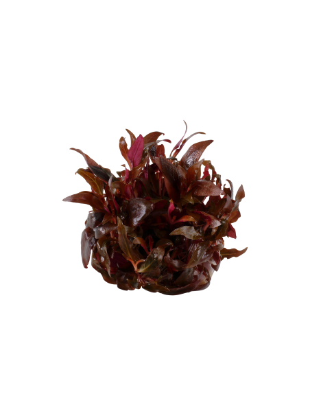 Alternanthera reineckii 'Mini'1-2-Grow!