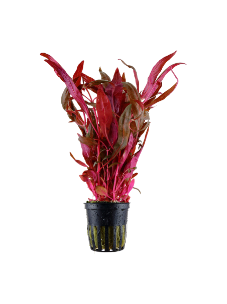 Alternanthera reineckii 'Pink' en maceta