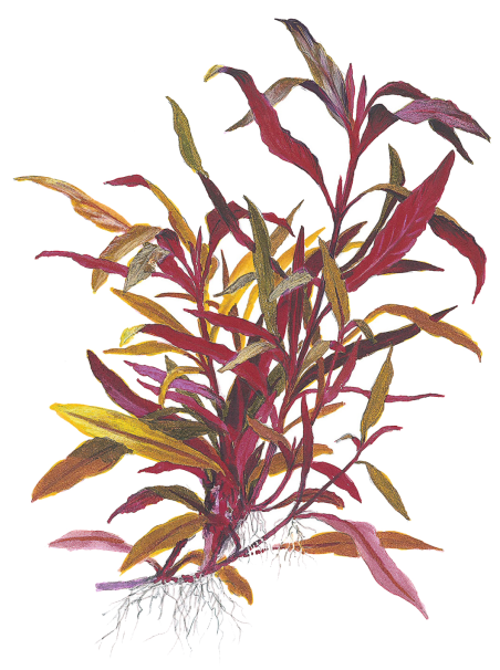 Alternanthera reineckii 'Pink' en maceta