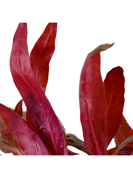 Alternanthera reineckii 'Pink' en maceta