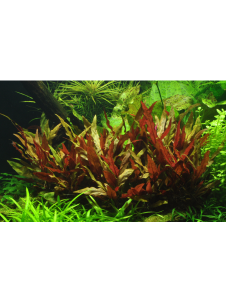 Alternanthera reineckii 'Pink' en maceta