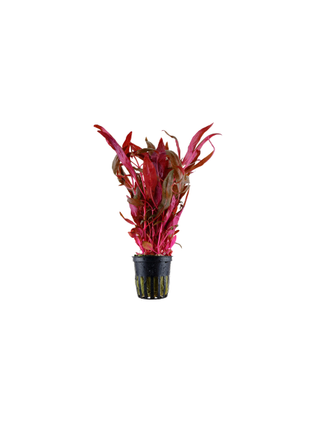 Alternanthera reineckii 'Pink' en maceta