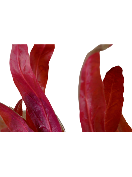 Alternanthera reineckii 'Pink' en maceta 2