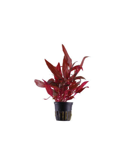 Alternanthera reineckii Rosanervig en maceta