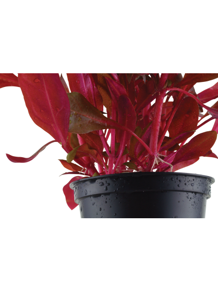 Alternanthera reineckii Rosanervig en maceta 2