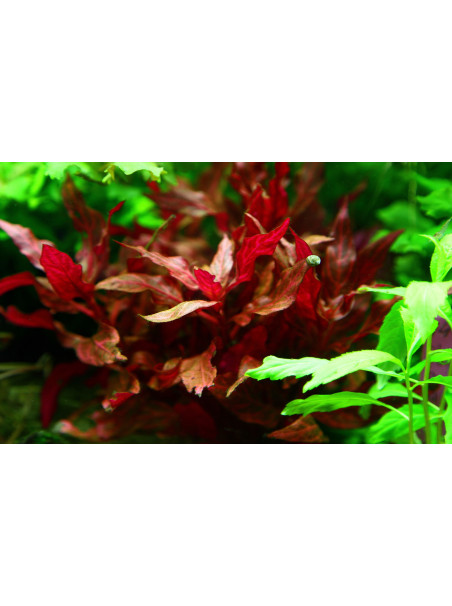 Alternanthera reineckii Rosanervig en maceta