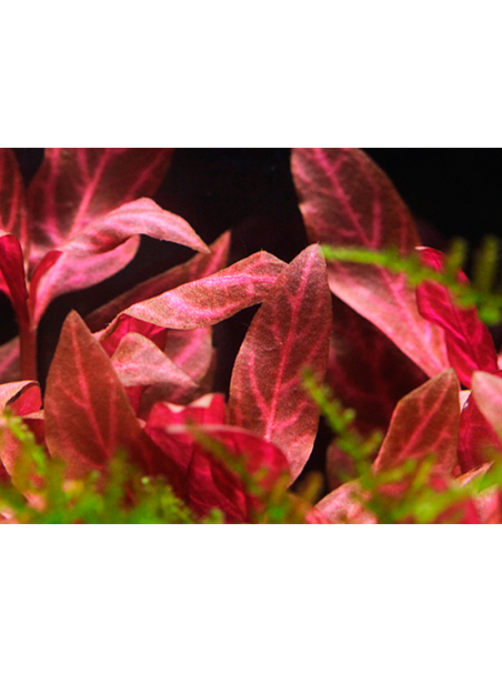 Alternanthera reineckii Rosanervig en maceta