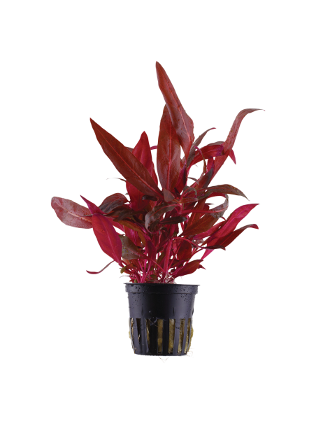 Alternanthera reineckii Rosanervig en maceta