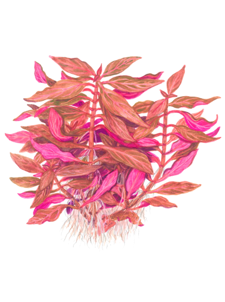 Alternanthera reineckii Rosanervig en maceta