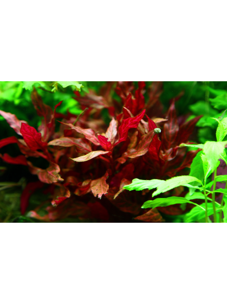 Alternanthera reineckii Rosanervig en maceta