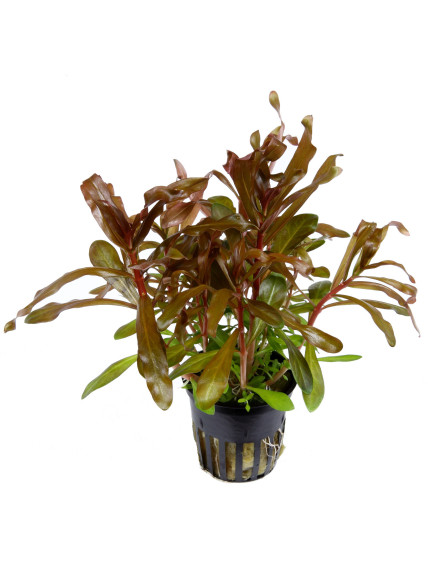 Ammannia crassicaulis en maceta (Antigua Nesaea crassicaulis) 2