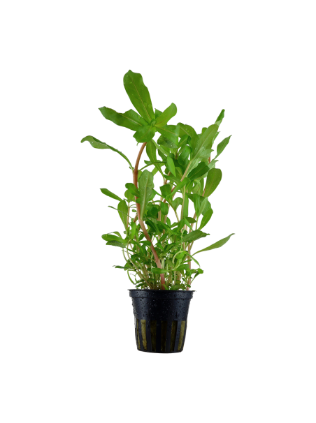 Ammannia crassicaulis en maceta (Antigua Nesaea crassicaulis)