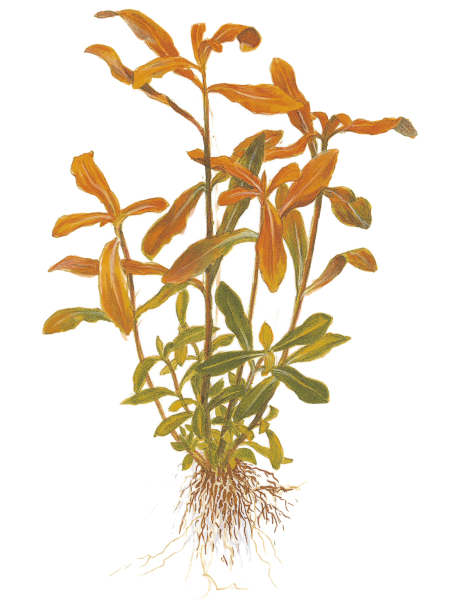 Ammannia crassicaulis en maceta (Antigua Nesaea crassicaulis)