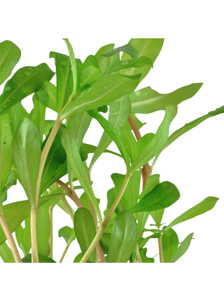 Ammannia crassicaulis en maceta (Antigua Nesaea crassicaulis)