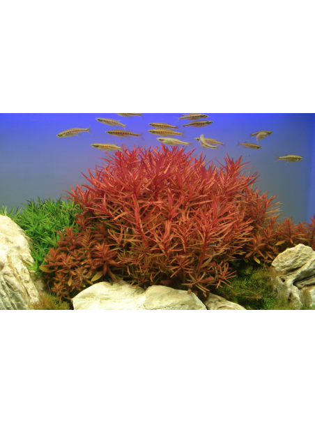 Ammannia crassicaulis en maceta (Antigua Nesaea crassicaulis)