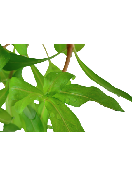 Ammannia crassicaulis en maceta (Antigua Nesaea crassicaulis)