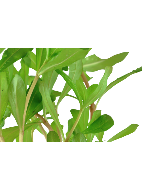 Ammannia crassicaulis en maceta (Antigua Nesaea crassicaulis)