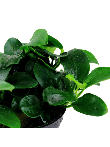 Anubias 'Petite' en CLIP 2
