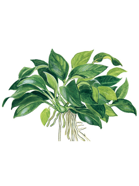 Anubias 'Petite' en CLIP