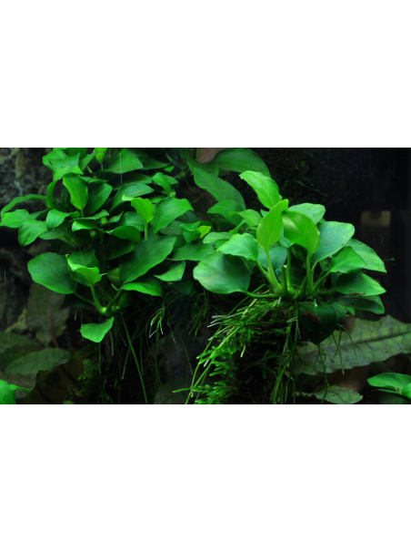 Anubias 'Petite' en CLIP
