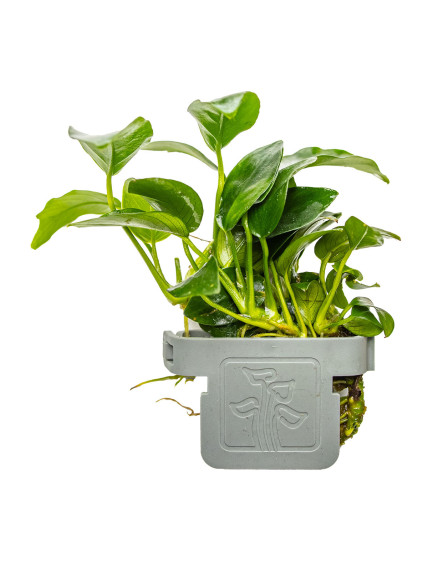 Anubias 'Petite' en CLIP