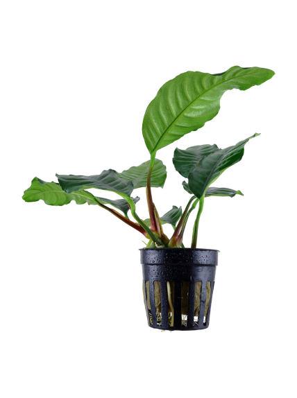 Anubias barteri 'Coffeefolia' en maceta